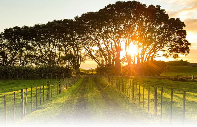 stadt-oder-land-wo-lebt-es-sich-besser