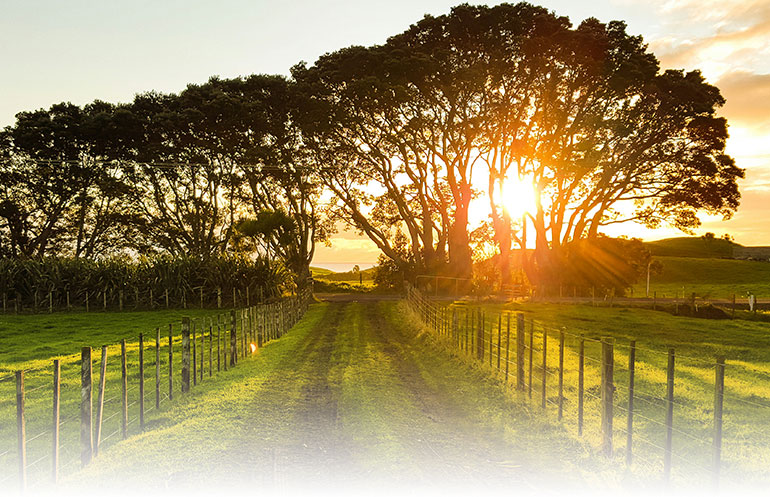 stadt-oder-land-wo-lebt-es-sich-besser